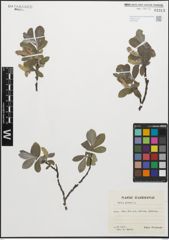 Foto von Salix glauca L.